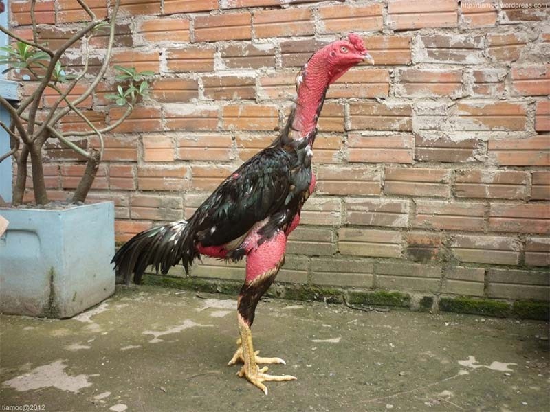 Sắp xếp cho gà thời gian nghỉ ngơi phù hợp cũng rất quan trọng