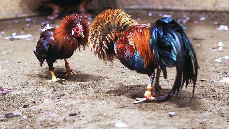 Bạn nên tham khảo thông tin về các chiến kê trước khi đặt cược 
