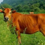 Mơ thấy bò đánh con gì? Mách bạn con số trúng lớn từ giấc mơ