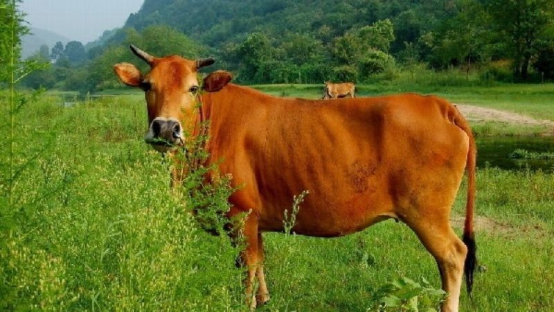Giấc mơ thấy bò vàng và con số may mắn kèm theo