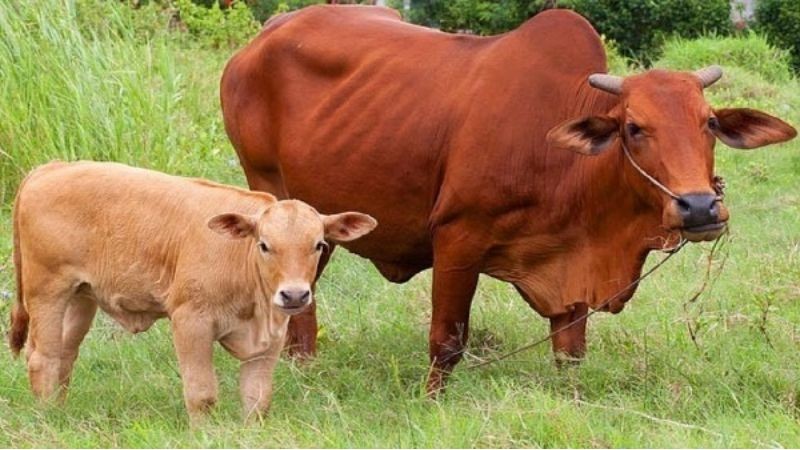 Ý nghĩa giấc mơ thấy bò đẻ và con số tài lộc
