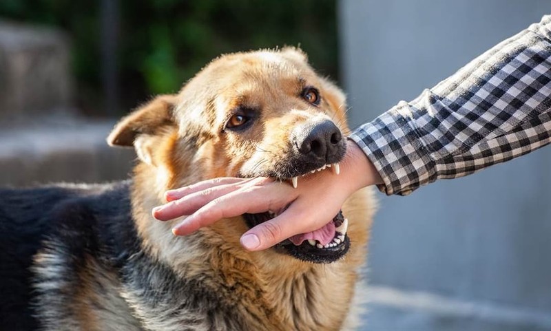 Mơ bị chó cắn có ý nghĩa gì và con số kèm theo