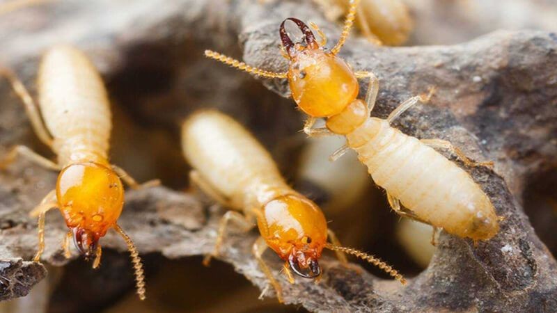 Mỗi giấc mơ về mối sẽ tương ứng với con số khác nhau