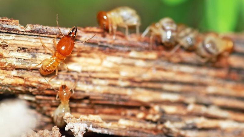 Gợi ý con số may mắn nên đánh khi chiêm bao thấy mối