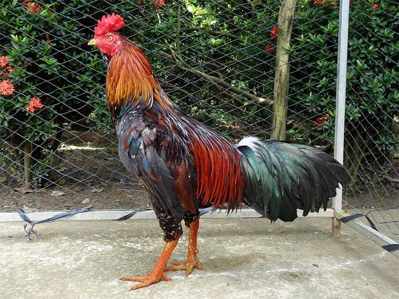 Biết cách nuôi gà đá bo lớn là gì sẽ giúp bạn có được chiến kê như ý